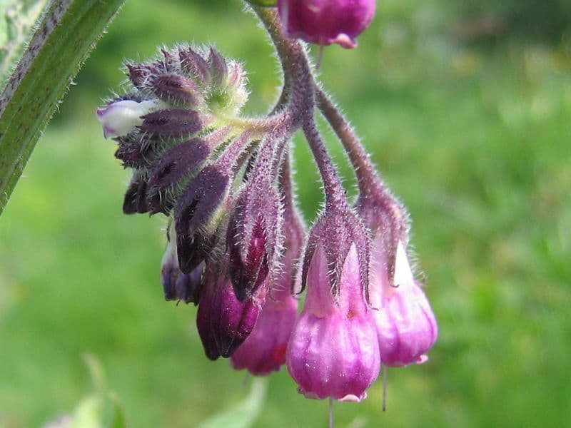 Common Comfrey (Symphytum officinale)