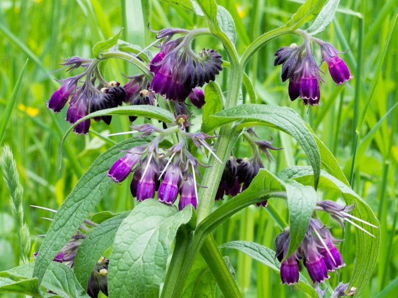 Common Comfrey (Symphytum officinale)