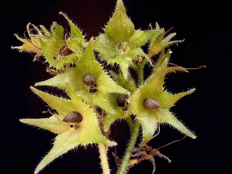 Common Comfrey (Symphytum officinale)