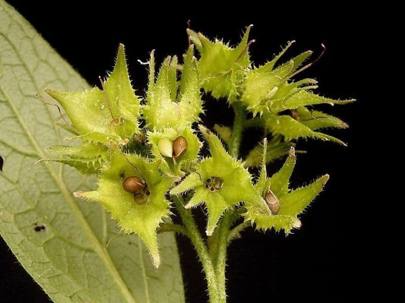 Common Comfrey (Symphytum officinale)