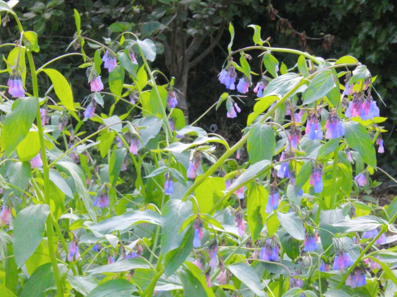 Common Comfrey (Symphytum officinale)