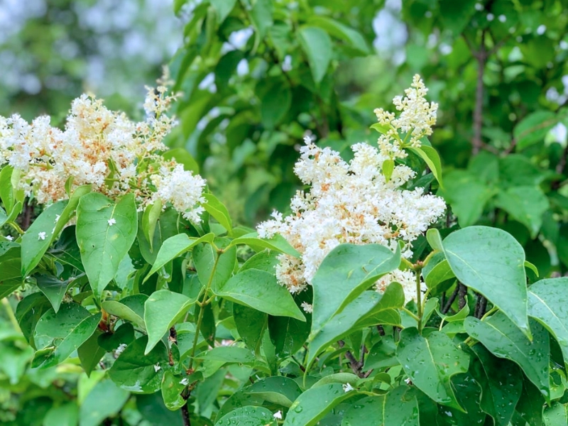 Japanese Tree Lilac (Syringa reticulata)