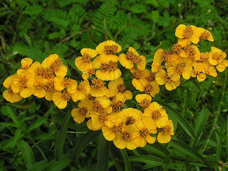 Mexican Tarragon (Tagetes lucida)