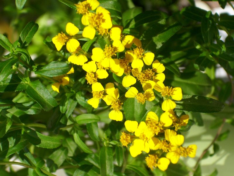 Mexican Tarragon (Tagetes lucida)