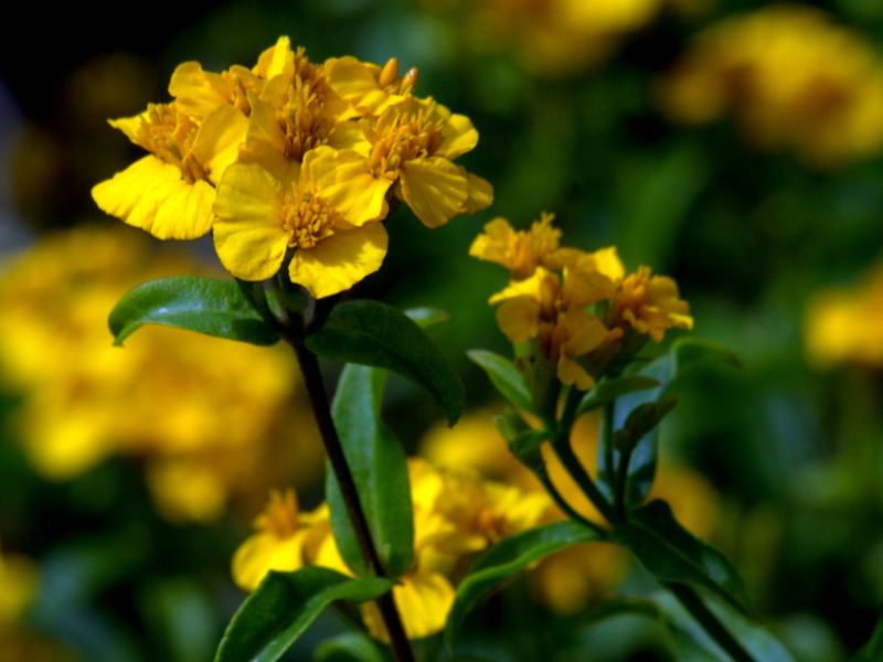 Mexican Tarragon (Tagetes lucida)