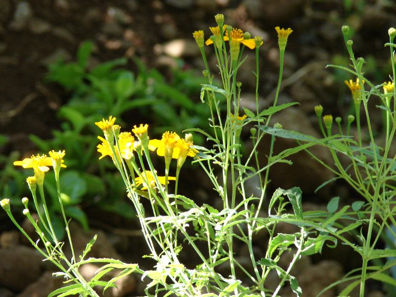 Mexican Tarragon (Tagetes lucida)