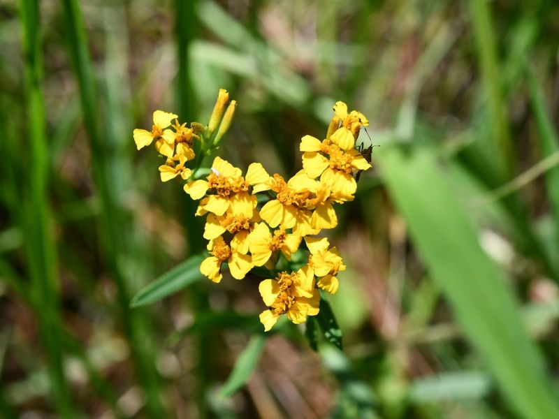 Mexican Tarragon (Tagetes lucida)