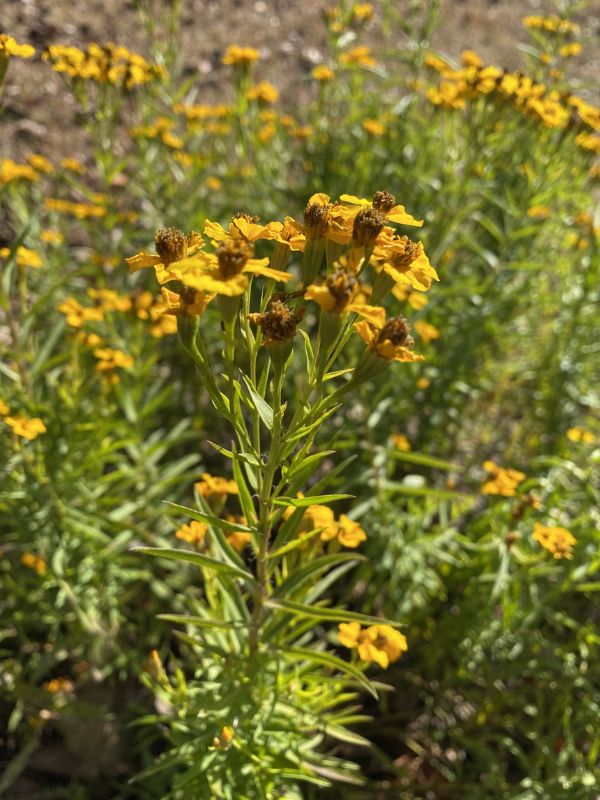 Mexican Tarragon (Tagetes lucida)