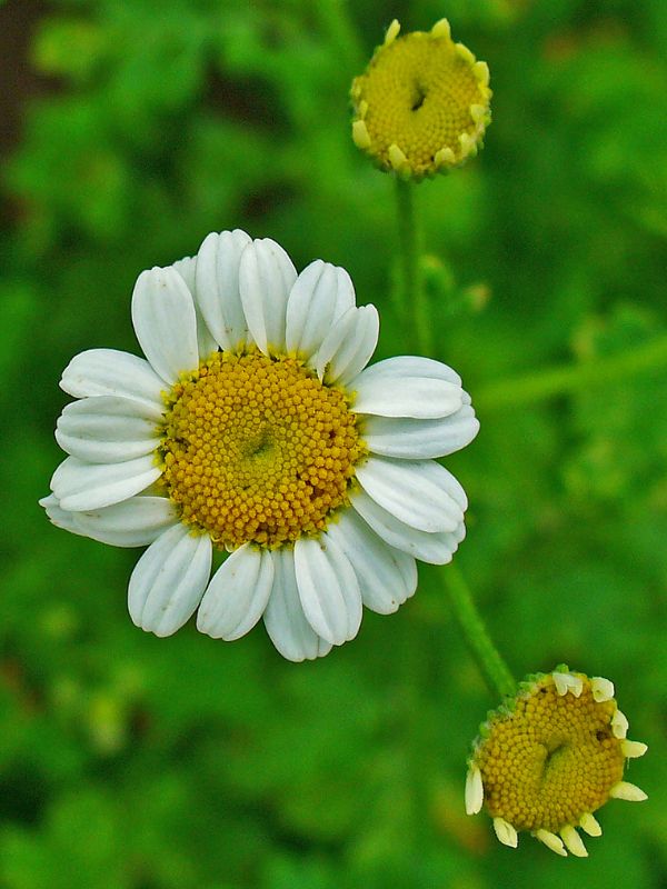 Feverfew (Tanacetum parthenium)