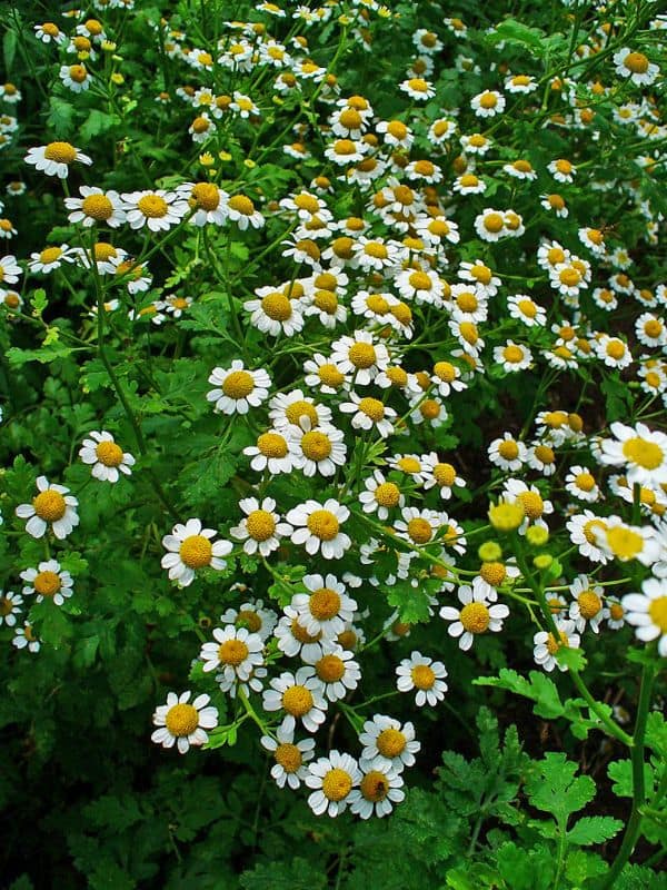 Feverfew (Tanacetum parthenium)