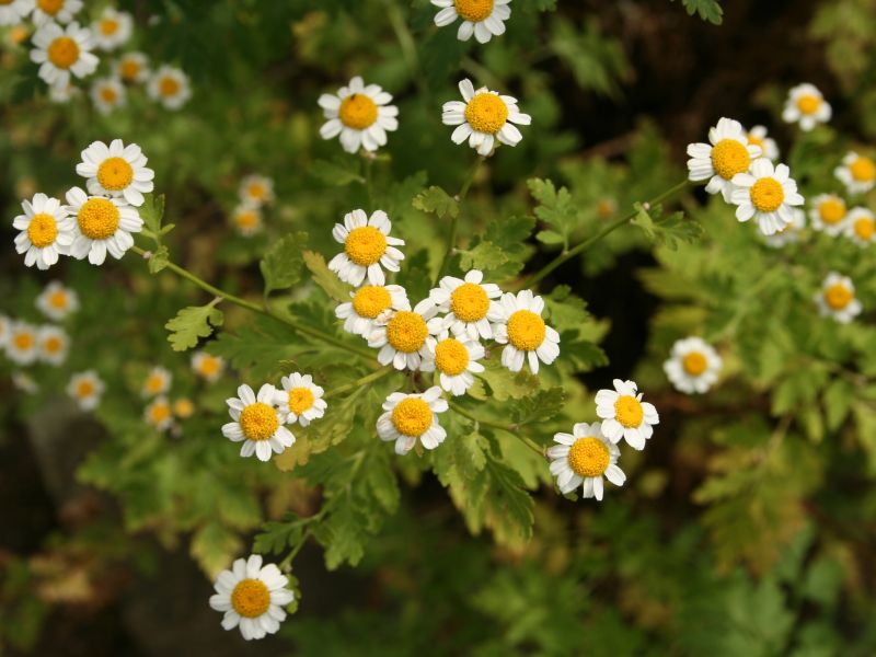 Feverfew (Tanacetum parthenium)