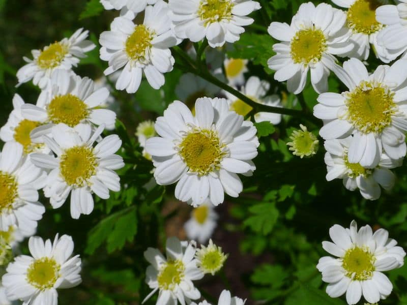 Feverfew (Tanacetum parthenium)