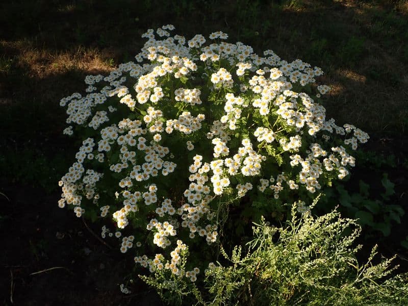 Feverfew (Tanacetum parthenium)