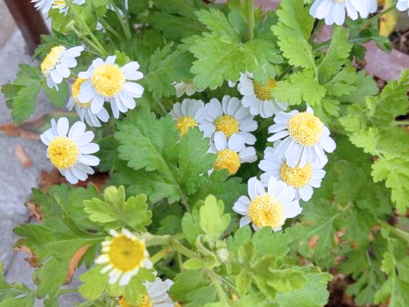 Feverfew (Tanacetum parthenium)