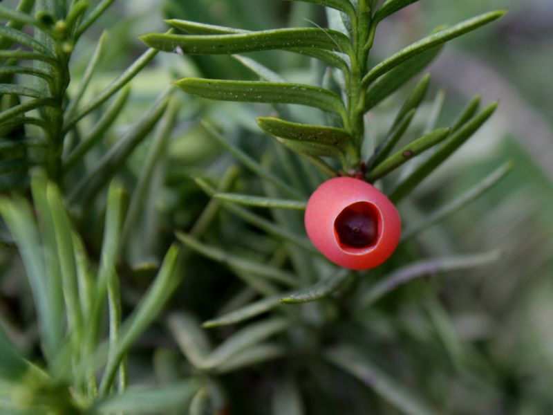 Yew (Taxus)