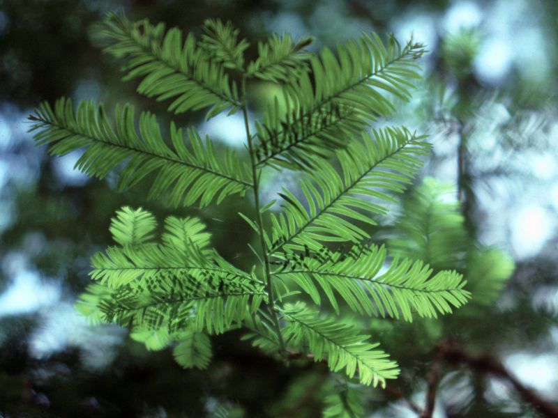 Yew (Taxus)