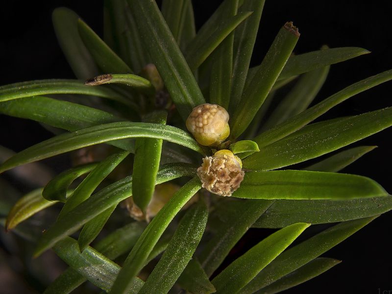 Yew (Taxus)