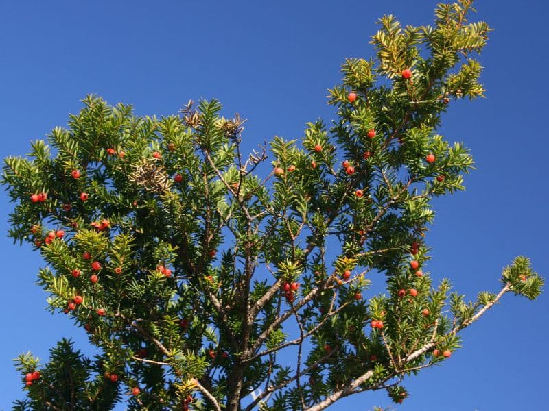 Yew (Taxus)