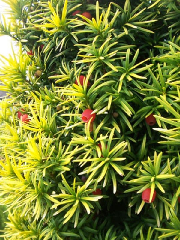 Yew (Taxus)