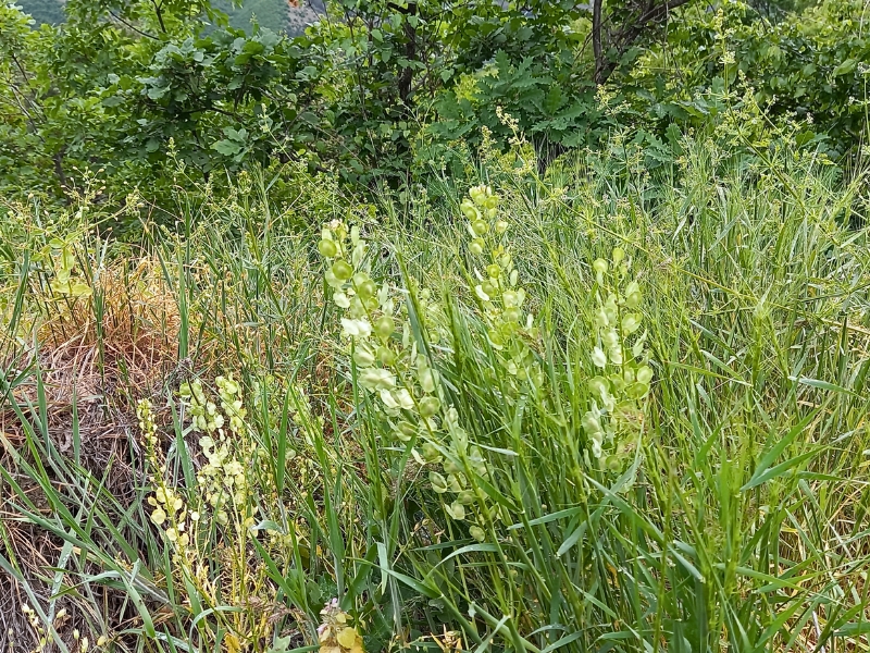 Field Pennycress (Thlaspi arvense)