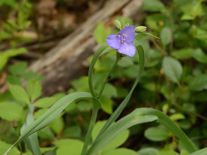 Ohio Spiderwort (Tradescantia ohiensis)