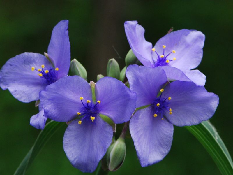 Ohio Spiderwort (Tradescantia ohiensis)