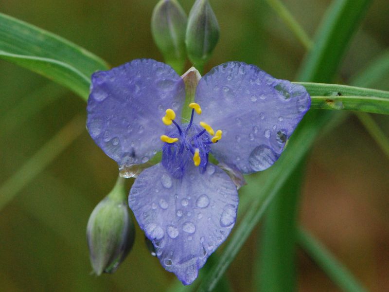 Ohio Spiderwort (Tradescantia ohiensis)