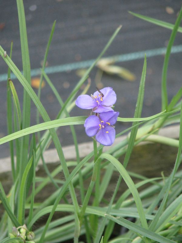 Ohio Spiderwort (Tradescantia ohiensis)