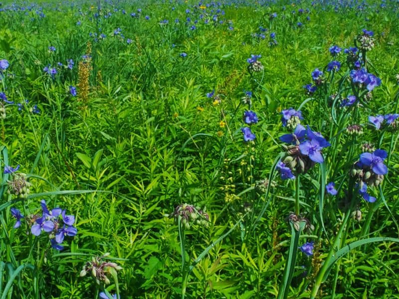 Ohio Spiderwort (Tradescantia ohiensis)