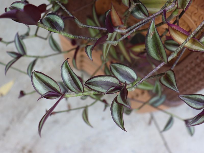 Inch Plant (Tradescantia zebrina)