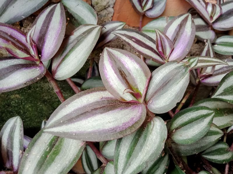 Inch Plant (Tradescantia zebrina)