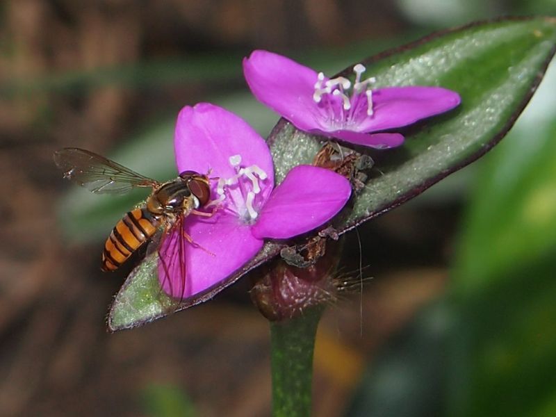 Inch Plant (Tradescantia zebrina)