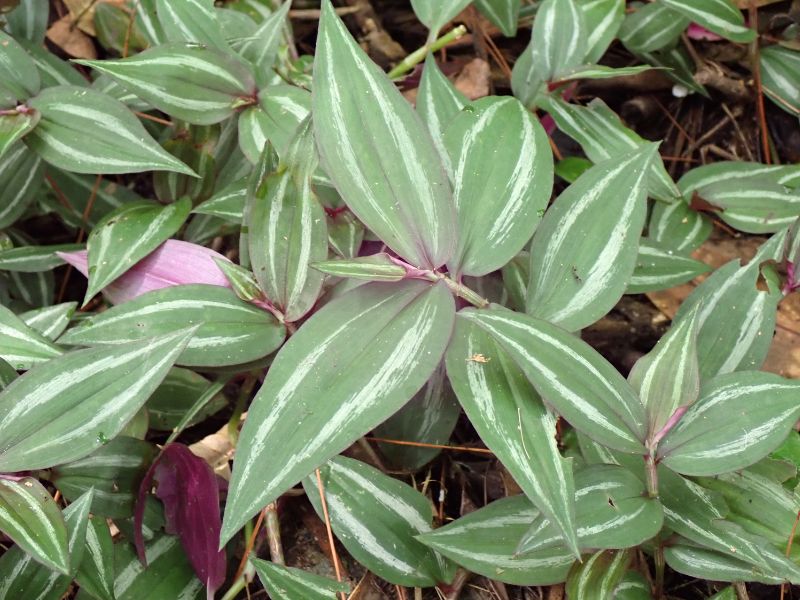 Inch Plant (Tradescantia zebrina)