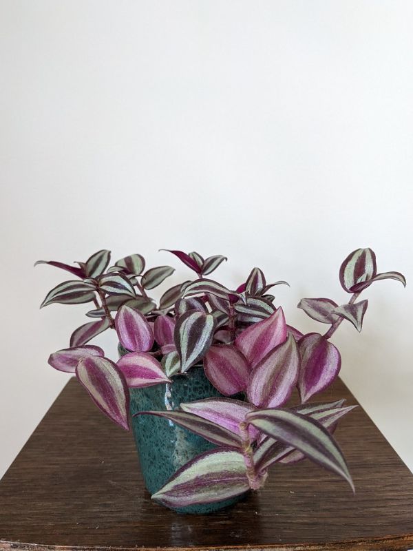 Inch Plant (Tradescantia zebrina)