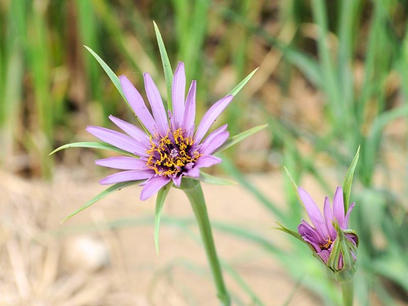 Common Salsify (Tragopogon porrifolius)