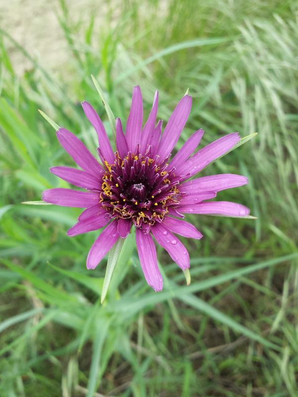 Common Salsify (Tragopogon porrifolius)