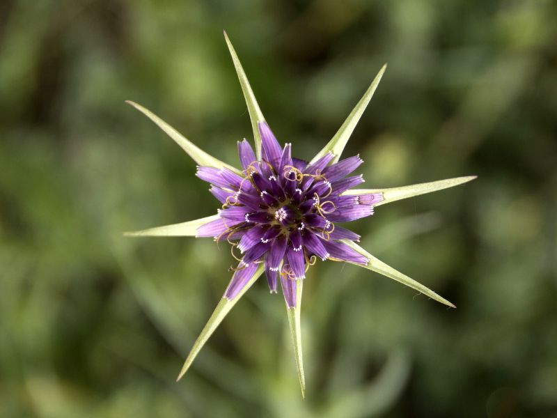 Common Salsify (Tragopogon porrifolius)