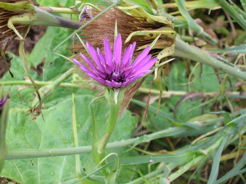 Common Salsify (Tragopogon porrifolius)