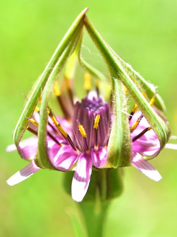 Common Salsify (Tragopogon porrifolius)