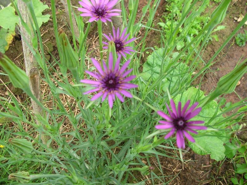 Common Salsify (Tragopogon porrifolius)