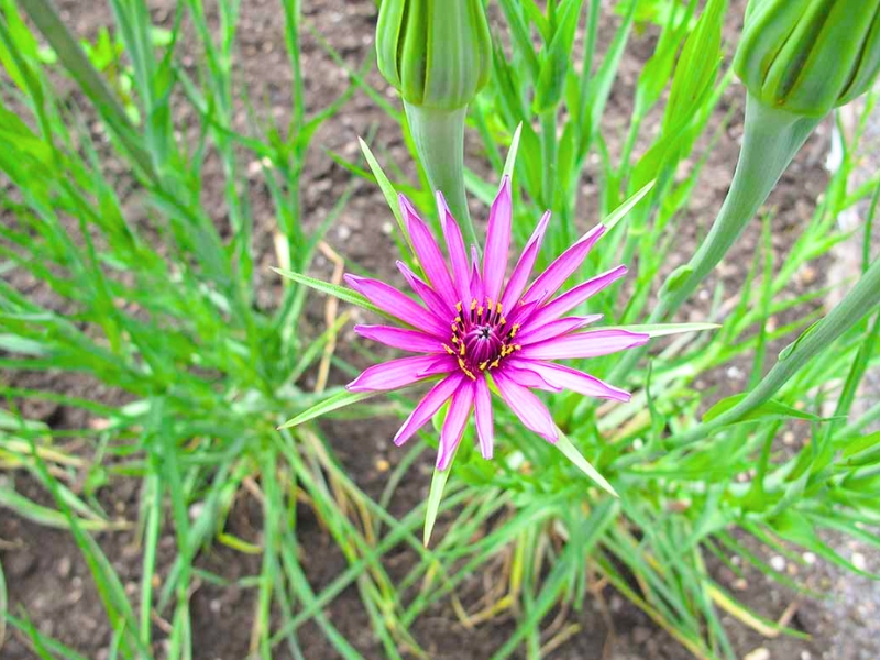 Common Salsify (Tragopogon porrifolius)