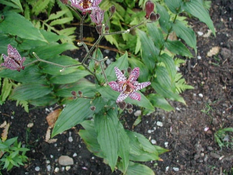 Japanese Toad Lily (Tricyrtis hirta) 1 Japanese Toad Lily (Tricyrtis hirta)