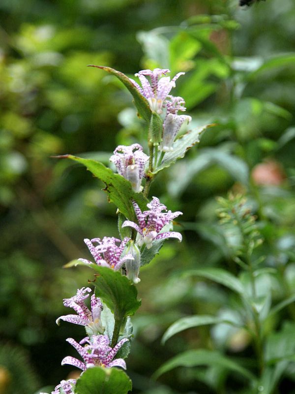 Japanese Toad Lily (Tricyrtis hirta) 2 Japanese Toad Lily (Tricyrtis hirta)