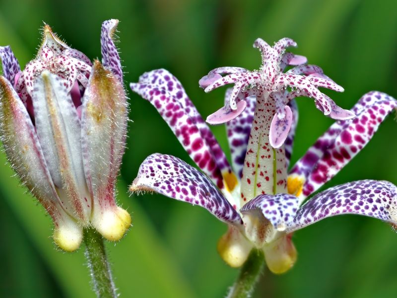 Japanese Toad Lily (Tricyrtis hirta) 3 Japanese Toad Lily (Tricyrtis hirta)
