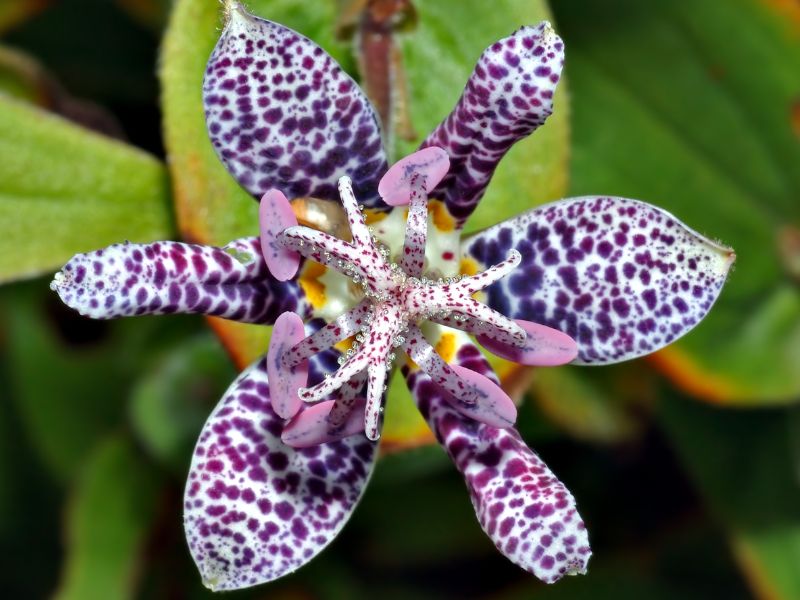 Japanese Toad Lily (Tricyrtis hirta) 4 Japanese Toad Lily (Tricyrtis hirta)