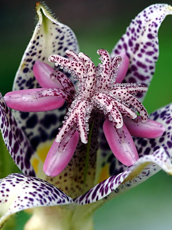 Japanese Toad Lily (Tricyrtis hirta) 6 Japanese Toad Lily (Tricyrtis hirta)