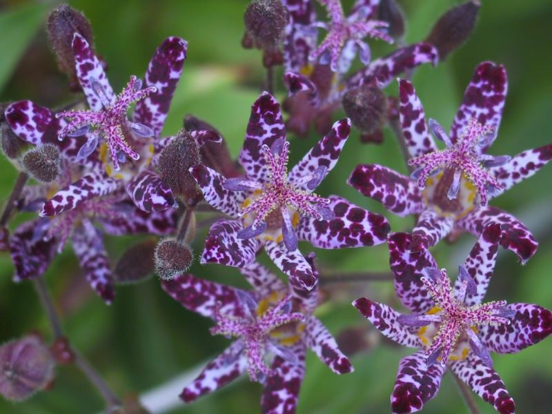 Japanese Toad Lily (Tricyrtis hirta) 5 Japanese Toad Lily (Tricyrtis hirta)