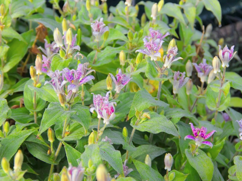 Japanese Toad Lily (Tricyrtis hirta)