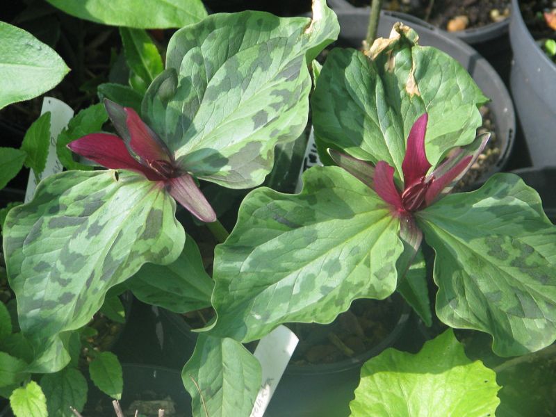 Little Sweet Betsy (Trillium cuneatum)