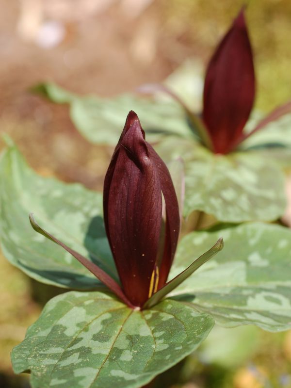 Little Sweet Betsy (Trillium cuneatum)